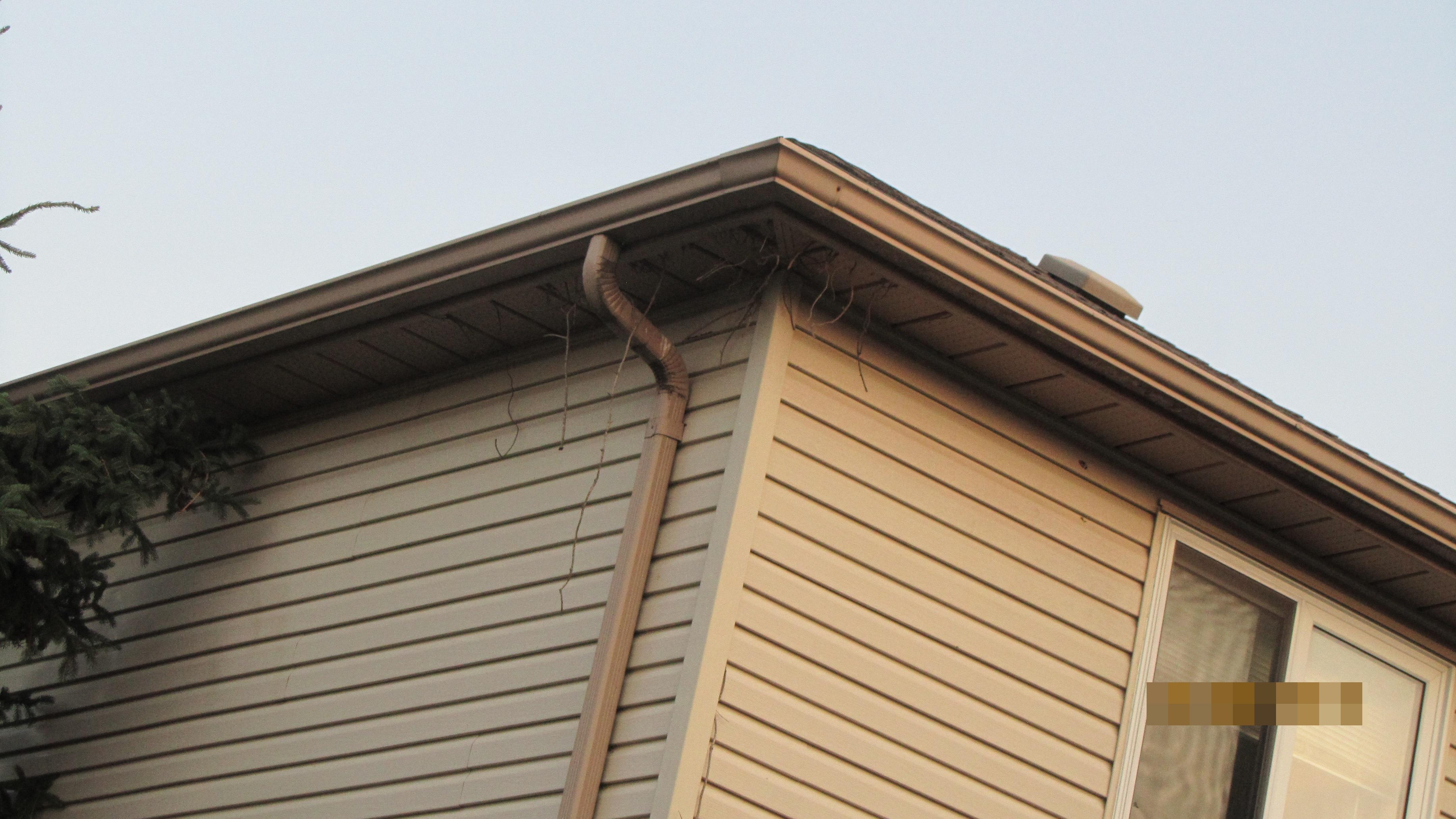 Tree branches coming through Attic